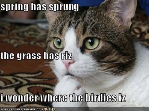 spring cat